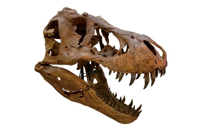 科学で遊べるIMAGINUSに恐竜大集合！　『好きが見つかる！　恐竜化石ラボ』3