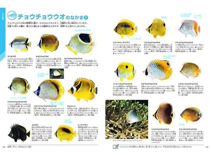 魚　新版