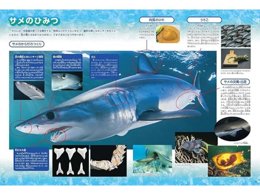 魚　新版