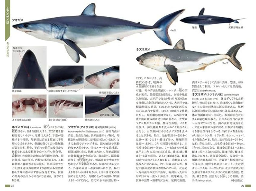 小学館の図鑑Z 日本魚類館 ～精緻な写真と詳しい解説～