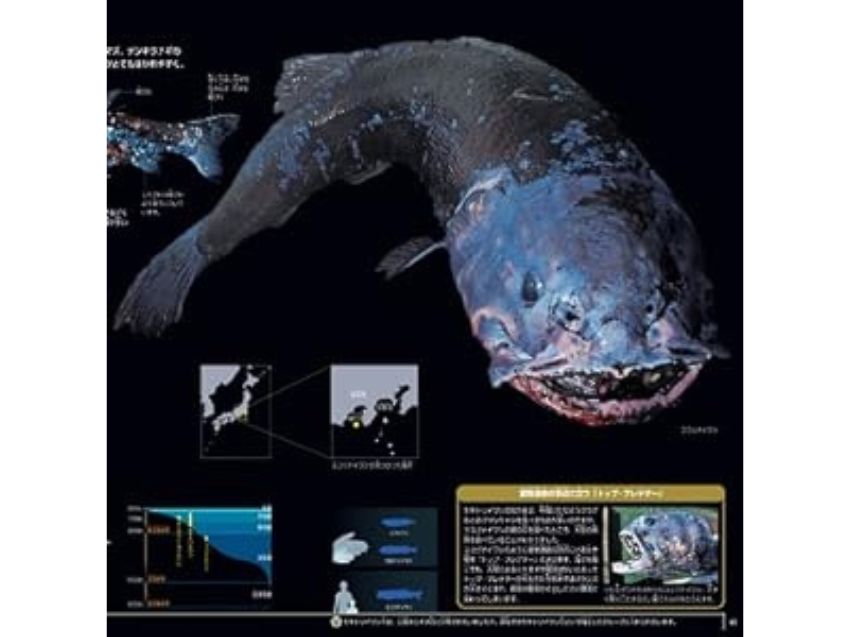 小学館の図鑑NEO 深海生物 DVDつき