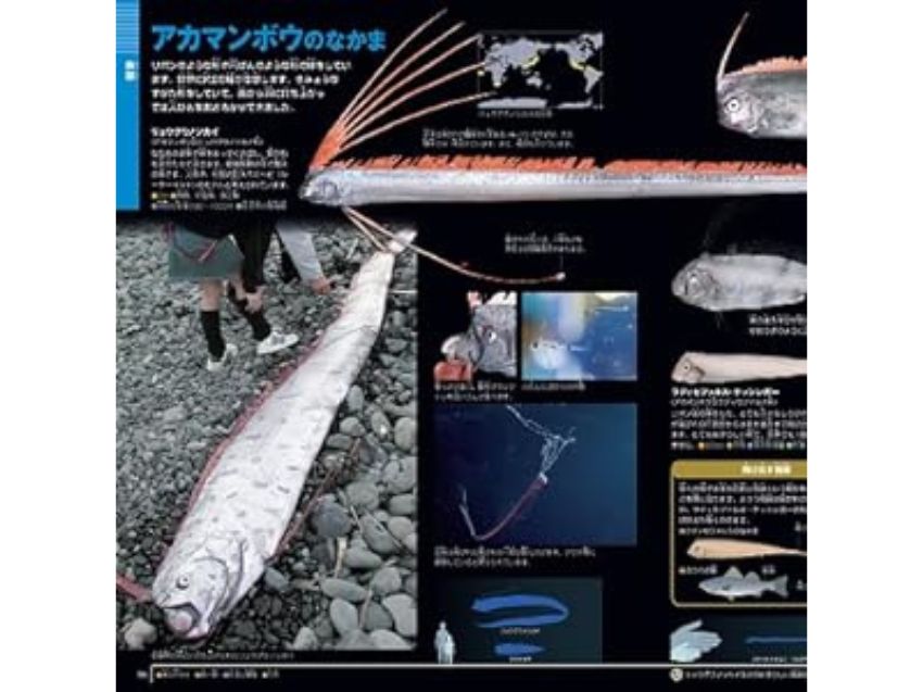 小学館の図鑑NEO 深海生物 DVDつき