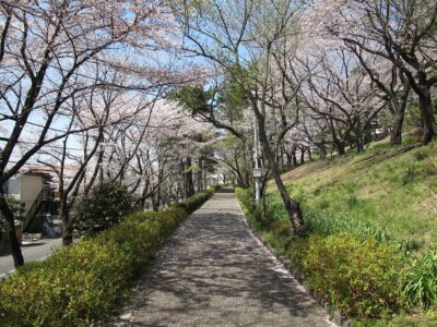 鶴川の桜並木