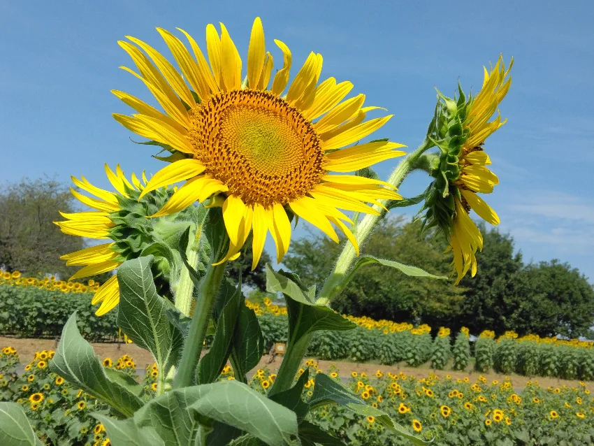 ラボ・パーティ 熊谷市上之教室(大沢パーティ)の9月のご案内です