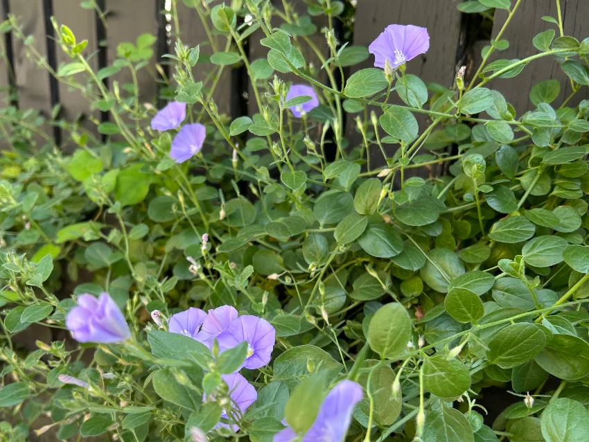 Enchanté violin&piano salonの♪体験レッスン募集中♪