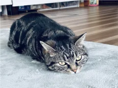 華習字教室の看板猫「チャムちゃん」を紹介します♪