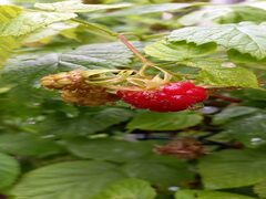 夏の英語教室個別体験(きょうだい一緒に)