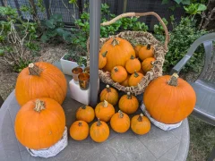 ロージーグループ